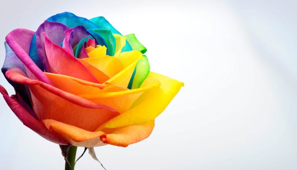 Offset und Digitaldruck - Hier ein Beispiel einer bunt bedruckten Rose