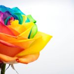 Offset und Digitaldruck - Hier ein Beispiel einer bunt bedruckten Rose
